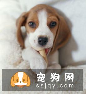 犬瘟热潜伏期症状_犬瘟热潜伏期多久