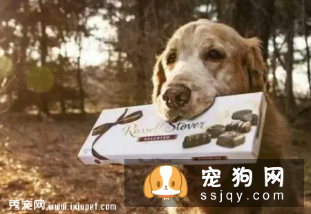 养狗狗的这些坏习惯可能致命，请注意！