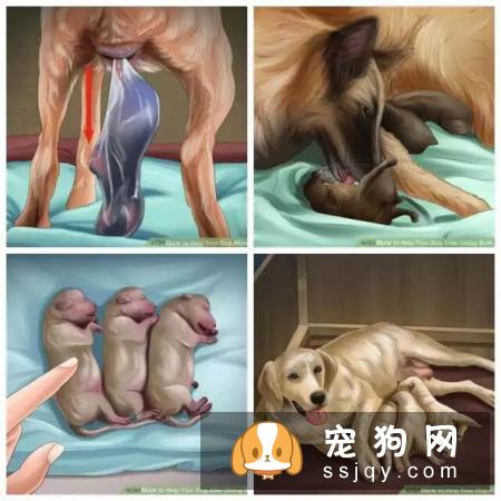 狗狗难产有什么表现，狗狗难产怎么办？