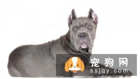 意大利指示犬好养吗,性格怎么样？
