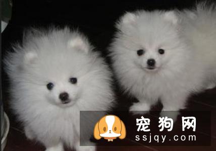 哈多利系博美犬多少钱,价格怎样,不懂挑选怎么破?