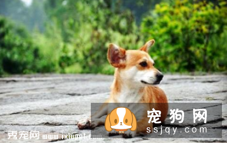 狗狗有异食癖，乱吃东西该如何治疗？