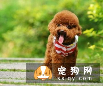 贵宾犬便秘，怎么解决狗便秘