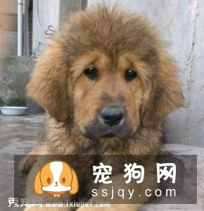 狗狗抑郁的表现，快来看看你家狗狗有没有