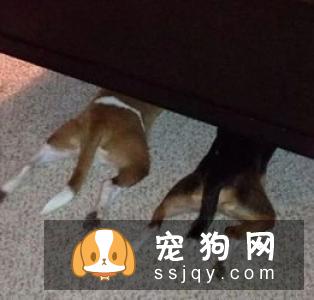 狗狗抑郁的表现，快来看看你家狗狗有没有