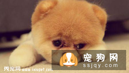 狗狗会哭吗，狗狗老是流眼泪怎么回事