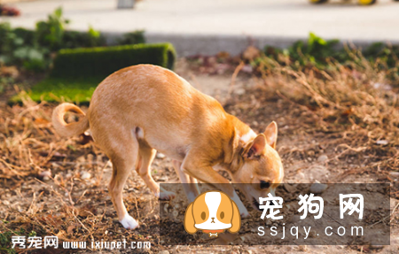 狗狗把耳朵挠出血是什么原因？