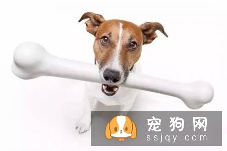 给狗狗补钙要适量，不然更危险！
