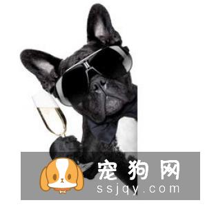 狗狗患上湿疹，怎么治疗？