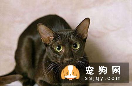 牙齿对于狗狗来说是个很关键的部位,它不仅影响美观,更影响到食欲和心情