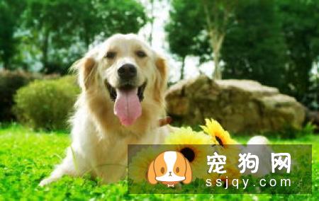 狗狗抑郁的表现，快来看看你家狗狗有没有