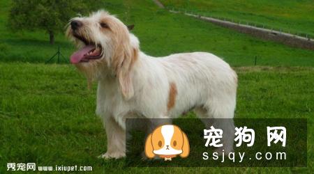 大格林芬犬好养吗_怎么饲养？