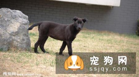 卡德卑斯太尔犬的特征介绍及饲养方法|图片|价格|训练