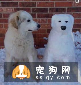 六个方法轻松辨别哈士奇与阿拉斯加