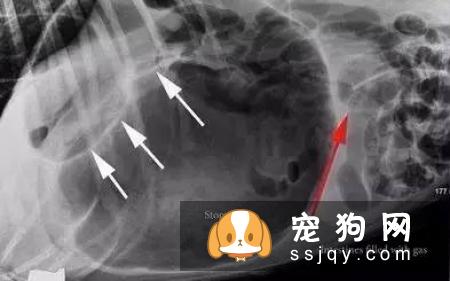 哪些狗狗容易发生胃扭转?