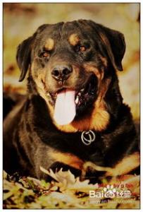 宠物犬洗澡注意事项