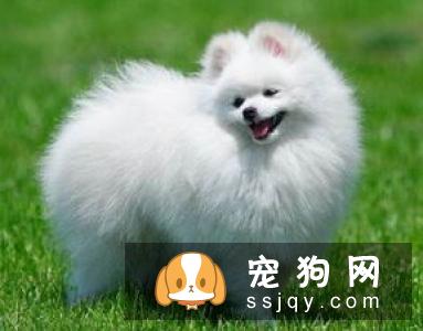 博美犬不能吃什么,博美犬可以吃什么,怎么喂？