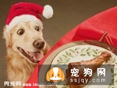 养狗狗的这些坏习惯可能致命，请注意！