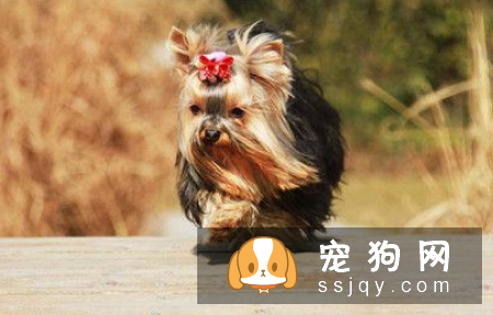 哪种宠物狗干净好养 第一名竟是它?
