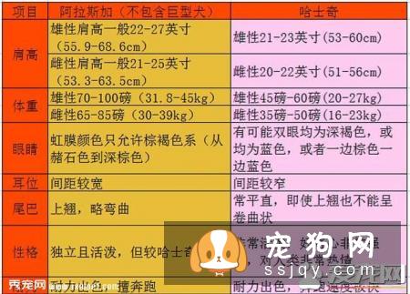 六个方法轻松辨别哈士奇与阿拉斯加