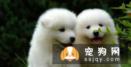 幼狗流鼻涕，狗狗流黄鼻涕