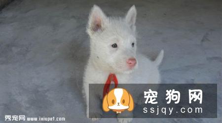 下司犬多少钱,好养吗?下司犬图片|天性