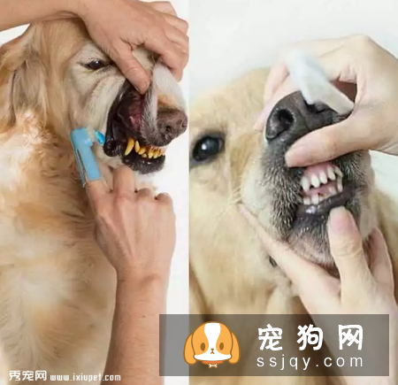狗狗为什么刚洗好澡又有臭味了呢?