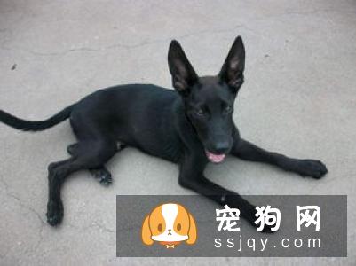 狼青犬价格贵吗,训练方法|图片
