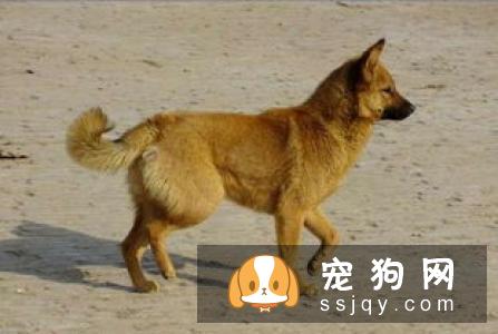 下司犬多少钱,好养吗?下司犬图片|天性