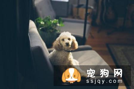 狗狗不会定点排便？那你应该这么训练
