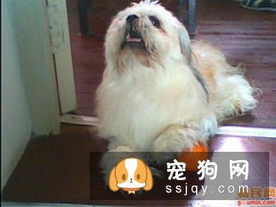 芬兰狐狸犬的介绍以及正确挑选办法