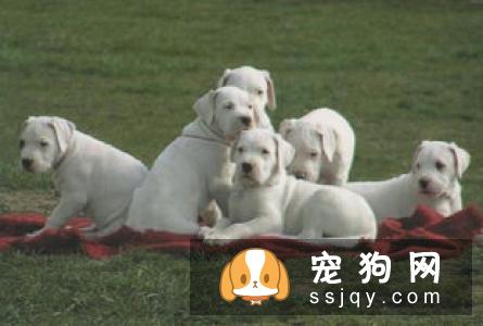冠毛犬的饲养方法及训练方式_多少钱|图片