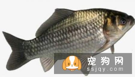 利用春天幫狗狗健康打底的蔬食4要素
