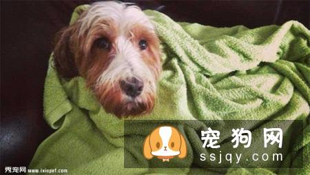 宠物犬洗澡注意事项