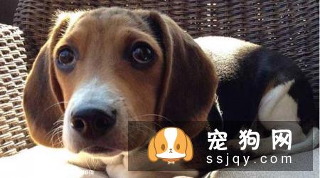 米格鲁猎兔犬智商排名_性格怎么样_名字的由来|图片