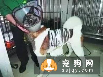 哪些狗狗容易发生胃扭转?