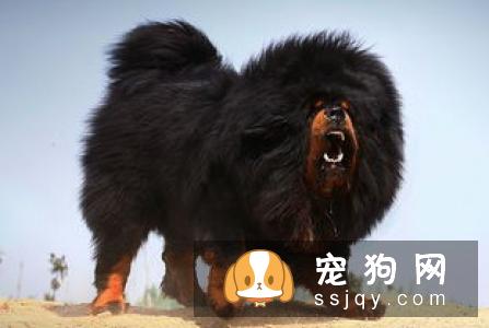 西班牙猎犬的外形特征,好养吗_怎么饲养？