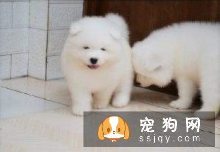 萨摩耶幼犬饲养小技巧