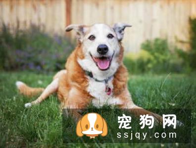 当狗狗老了，要注意他们的饮食