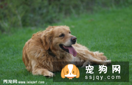 宠物的生理功能你知道多少？养宠人士了解一下！