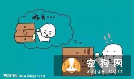 狗狗不会定点排便？那你应该这么训练