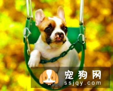 什么狗最好养?正确的养狗办法有哪些?