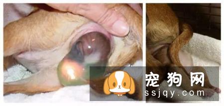 狗狗难产有什么表现，狗狗难产怎么办？