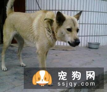 意大利扭玻利顿犬的缺点及外形特征_训练_价格
