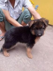 苏格兰牧羊犬的价格如何？