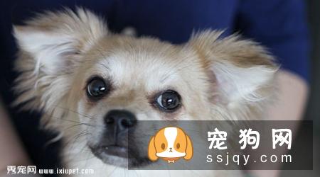 串串（大型）好养吗_怎么饲养？