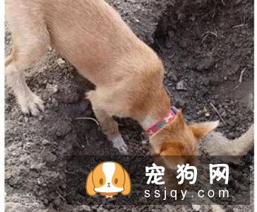 狗鼻子的湿与干 能证明狗狗的健康与否吗？