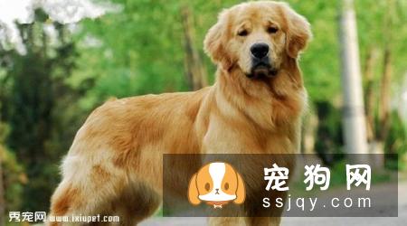 金毛犬吃什么牌子的狗粮健康？
