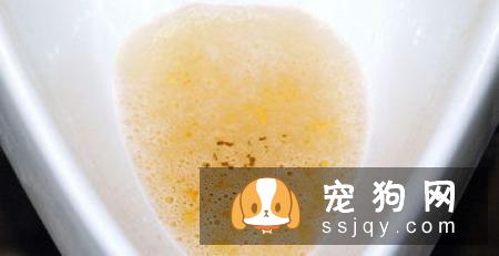 从狗狗尿液颜色看狗狗水喝的够不够！