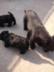 苏格兰牧羊犬的价格如何？